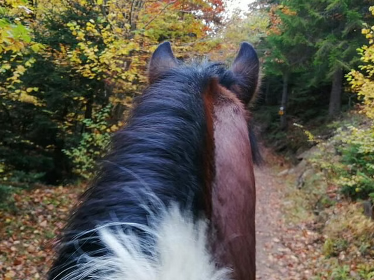 1 Hour Waterfalls Canyon Private Horse Riding in Smolyan