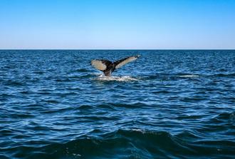 Whale Watching & Islet Boat Tour