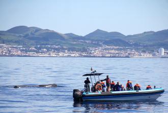 Whale and Dolphin Watching 