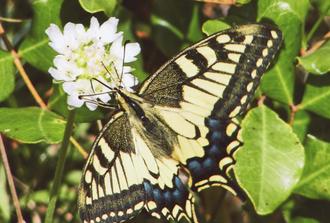 Butterfly Photographic Safari