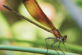 Dragonfly Photographic Safari