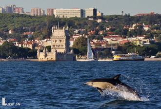 Bartholomew Diaz Expedition - Dolphin Watching from Lisbon