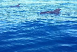 Whale & Dolphin Watching + Swimming, Snorkeling