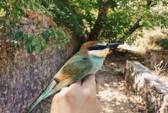 Bird Ringing - A bird Watching Tour