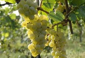 Krimisa and the origins of wine, Crotone and Santa Severina