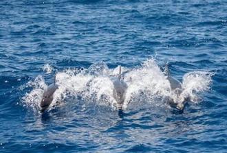 3 hour All Inclusive Whale & Dolphin Watching Experience